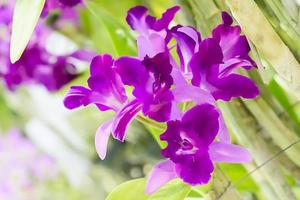 Orchidaceae es una familia diversa y extendida de plantas con flores, con flores que a menudo son coloridas y a menudo fragantes.