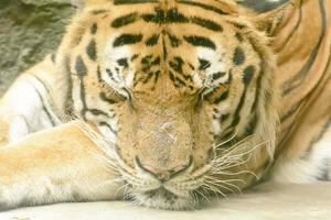 el tigre durmiendo en un zoológico foto