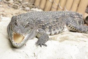 The big crocodile take in a zoo photo