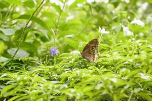 Butterfly in nuture. This photo makes a refreshing feeling.