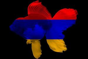 Flag of Armenia on goldfish photo