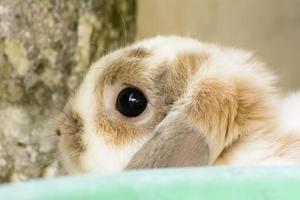 Rabbits are small mammals. Bunny is a colloquial name for a rabbit. photo