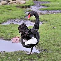 A close up of a Black Swan photo