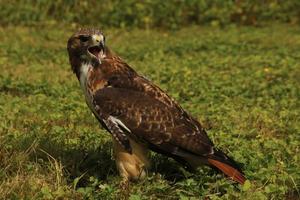 A close up of a Common Buzzard photo