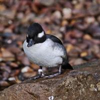 A close up of a Bufflehead Duck photo