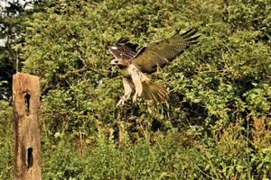A close up of a Common Buzzard photo