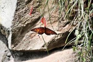 A close up of a Buttefly photo