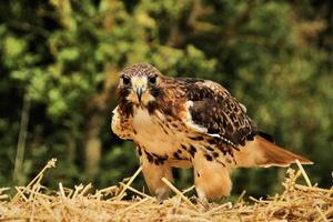 A close up of a Common Buzzard photo