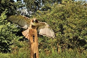 A close up of a Common Buzzard photo