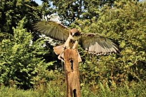 A close up of a Common Buzzard photo