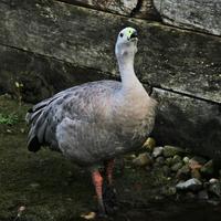 A close up of a Cape Barren Goose photo