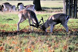 A view of some Fallow Deer in Richmond Park in London photo