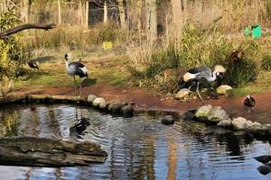 A close up of a Crowned Crane photo