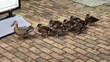 A view of a Mallard Duck photo