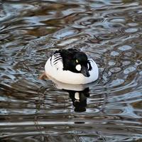 un primer plano de un túmulo goldeneye foto