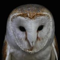 A close up of a Barn Owl photo