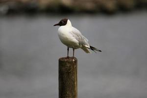 una vista de una gaviota de cabeza negra foto