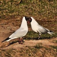 A view of a Black Headed Gull photo