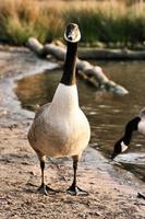 A close up of a Canada Goose photo