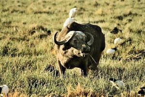 A close up of a Buffalo photo