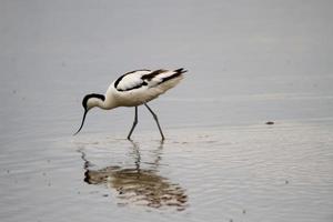 A view of an Avocet photo