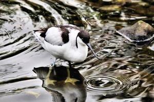 A view of an Avocet photo