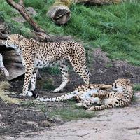 A close up of a Cheetah on the prowl photo