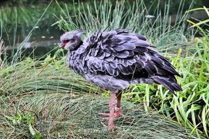 A close up of a Crested Screamer photo
