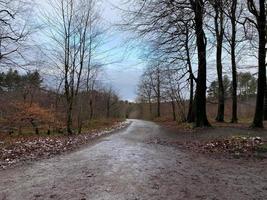 A view of Delamere Forest in Cheshire in the winter photo