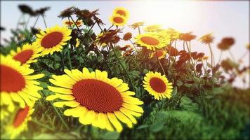 animierter sonnenblumenhintergrund video