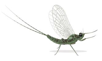 Mayfly, isolated on the white background. Vector illustration.
