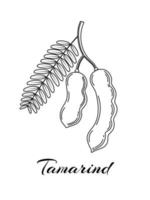 Sketch of tamarind or tamarindus indica, isolated on a white background. vector illustration.