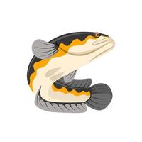 Vector illustration of snakehead fish or channa fish, isolated on a white background.