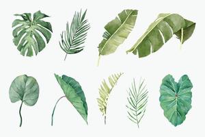 Set of Tropical Plants in Watercolor Style vector