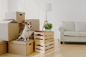 Indoor shot of little pedigree dog poses on cardboard boxes, removes in new dwelling with owners, looks into distance. Empty white room with only sofa and belongings in boxes. Relocation concept photo