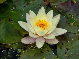 yellow water lily in the sun photo