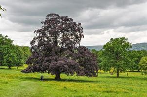 some beautiful acer trees on a meadow