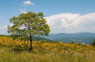 árbol solitario en una colina en un día soleado foto