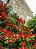 red roses in the garden at wall photo