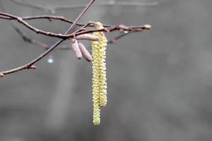 Hazel alder or smooth alder in rain and fog photo