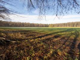 frosty morning in winter photo