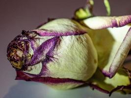 rosas que florecen al sol a principios del verano foto