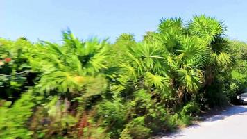 Tulum Mexico 02. February 2022 Typical colorful street road traffic cars palms of Tulum Mexico. video