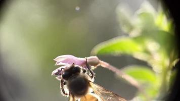 Slow motion Flying bee with pollen collecting nectar from purple flower close up. file 2