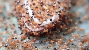 imagens de um exército de formigas vermelhas está comendo uma carcaça de lagarto. fechar-se. filmagem macro