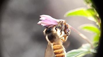 Slow motion Flying bee with pollen collecting nectar from purple flower close up. file 1