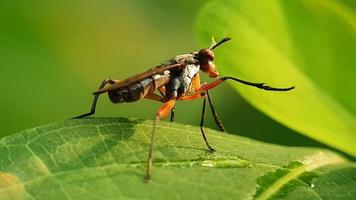 Insects drink dew on the leaves video