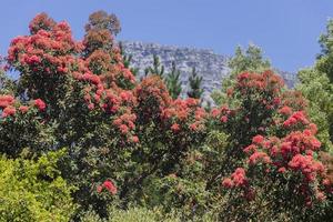 Pink flowers at Table Mountain National Park in Cape Town. photo