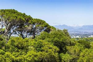 Huge South African trees with Cape Town panorama, Kirstenbosch.
