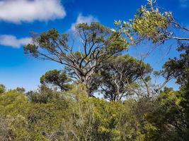 enormes árboles sudafricanos en el jardín botánico kirstenbosch, ciudad del cabo. foto